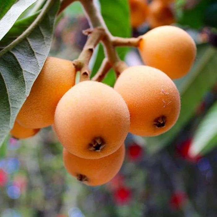 Yeni Dünya (Malta Eriği) Fidanı Fidanı resmi