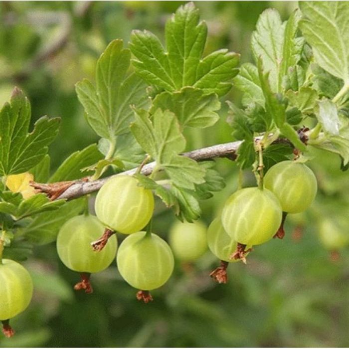 Yeşil Bektaşi Uzüm Fidanı resmi