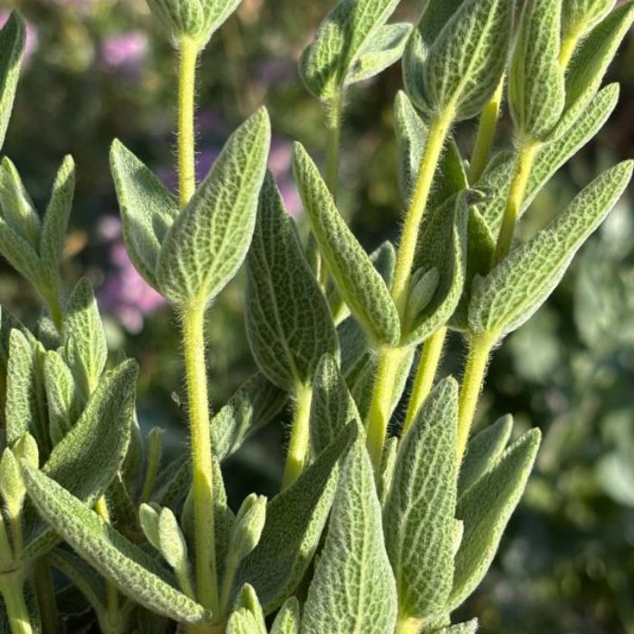 Ada Cayı Fidanı resmi