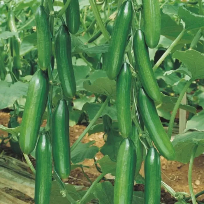 Şahi̇n F1 Hıyar Tohumu resmi