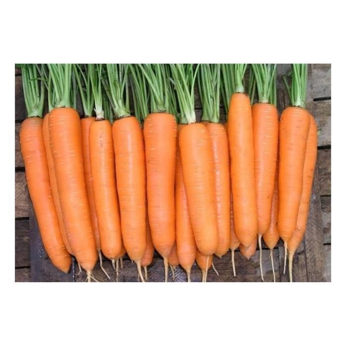 Dormare F1 Hibrit Havuç Tohumu resmi