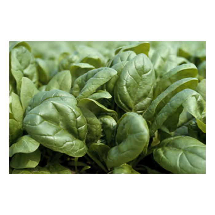 Corvus F1 Hibrit Ispanak Tohumu resmi