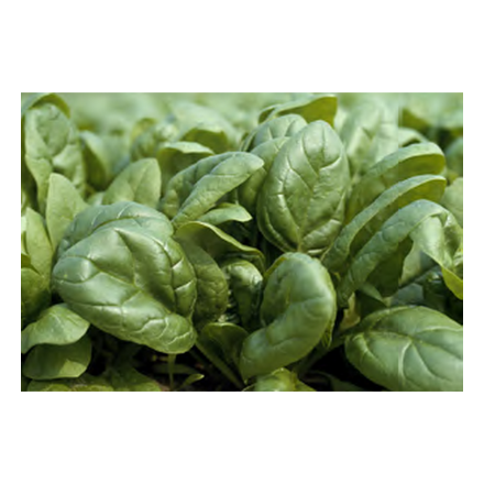 Spirico F1 Hibrit Ispanak Tohumu resmi