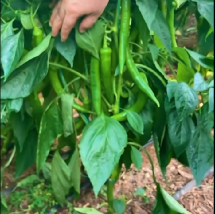 Sevda F1 Hibrit Biber Tohumu resmi