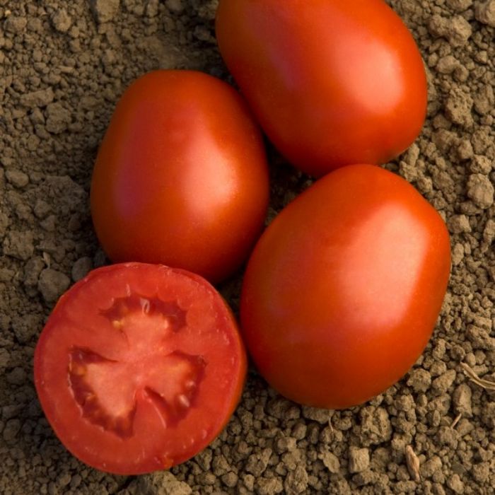 DRI-0319 F1 Domates Tohumu resmi