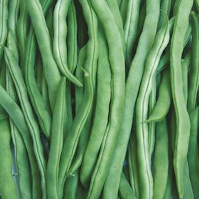 Alman Ayşe 5 (Yuvarlak Sırık) Fasulye Tohumu 1 Kg resmi