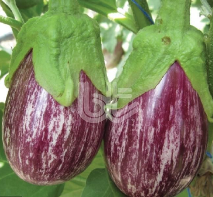 Bt Zebra F1 (Topan Çizgili) Patlıcan Tohumu resmi